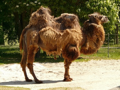 camel-77083_1280.jpg